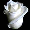 http://www.dunyaana.com/yeni/images/beyaz%20gul4.jpg